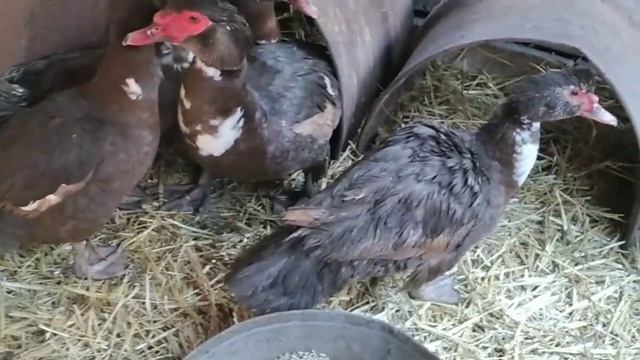 РАЗВЕДЕНИЕ МУСКУСНЫХ УТОК ( Формируем семьи и ставим гнёзда) смотреть онлайн