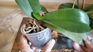 Дренаж, Для Чего Он Нужен Зачем Дренаж Орхидеям Фаленопсисам