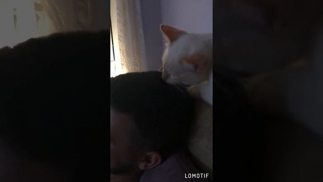 Когда даже кот понимает что нужно помыть голову смотреть онлайн