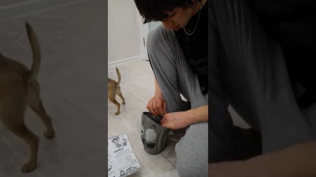 ИГРА ВЕДРО ЧОКНУТОЕ LOONY BIN сумасшедшее ведро распаковка смотреть онлайн