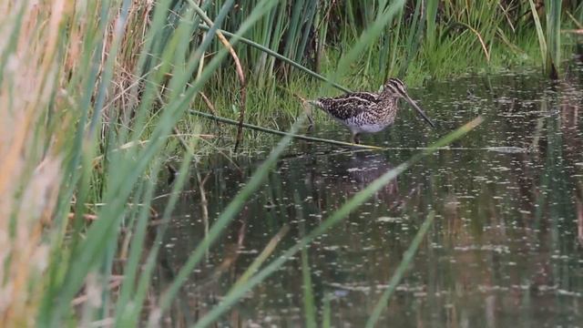 Affrican Snipe - Birdwatcher смотреть онлайн