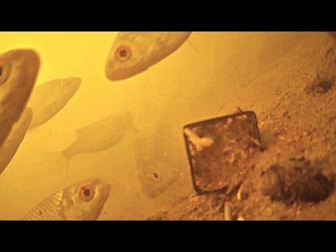 Реакция рыбы на корвалол под водой! Неожиданно много рыбы собралось.