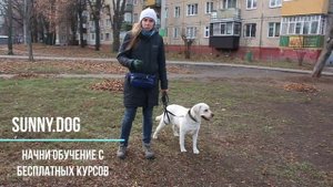 Содержание и выгул собак в условиях города