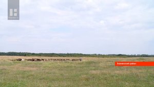 Предприниматель из Знаменского района почти десять лет занимается разведением овец