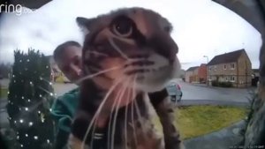 кот мяукает в камеру, но это мемные звуки