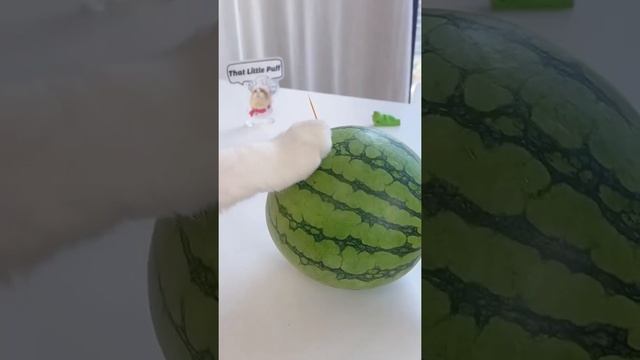 Кот проверяет лайфхак смотреть онлайн