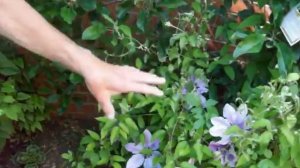 Gardening Tips with Dennis Hubbard ( No.25)