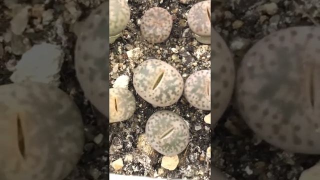 Сеянцы Lithops Gesineae C406 готовятся ко 2й линьке