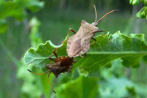 Краевик окаймлённый. ( Coreus marginatus )