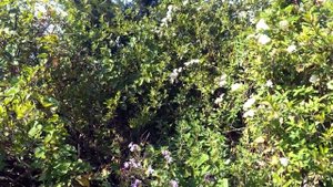 О СИЛЕ МАТЕРИНСКОЙ МОЛИТВЫ,АФОНСКИЕ СТАРЦЫ