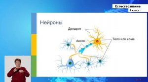 5-класс | Естествознание | Человеческий мозг
