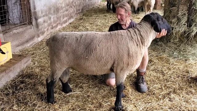 Sheep Farming: Suffolk Rams - What We Look For смотреть онлайн