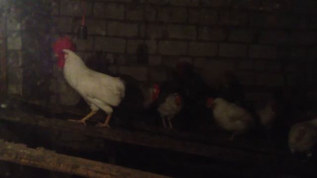 что делать если курицы едят свои яйца смотреть онлайн