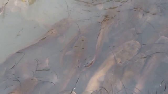 Сомы в заповеднике Эйн Афек смотреть онлайн