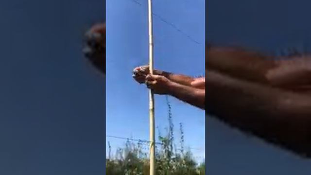 Бамбук и фиксаторы бамбука к проволоки