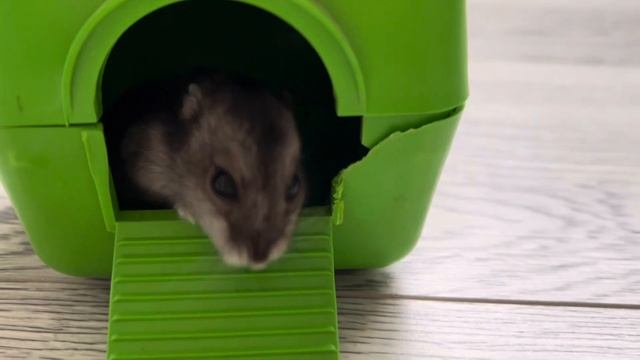 Лучший ДОМИК для ХОМЯКА?какой домик выбрать хомяку❓ яХрумка смотреть онлайн