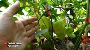 ЭТОТ СОРТ ПЕРЦА ПРОСТО ЗАВАЛИВАЕТ УРОЖАЕМ И СОВСЕМ НЕ ПРИХОТЛИВ