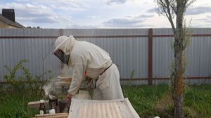 Обработка пчелиных семей пихтовым маслом