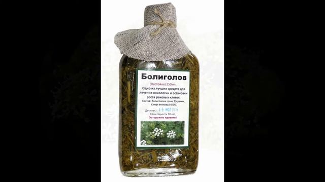 Болиголов пятнистый  ОПАСНЫЕ и Лечебные свойства