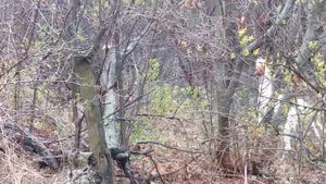 Фазан вьет гнездо