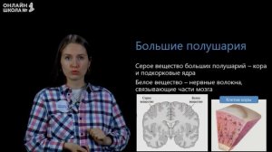 Передний мозг. Промежуточный мозг и большие полушария. Видеоурок 30. Биология 8 класс