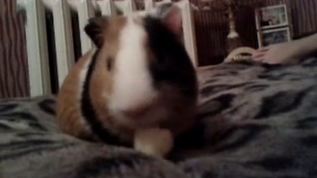 Милая морская свинка^^ зевает смотреть онлайн