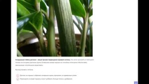 Болезни замиокулькаса и вредители: причины и лечение долларового дерева, методы борьбы с вредителям