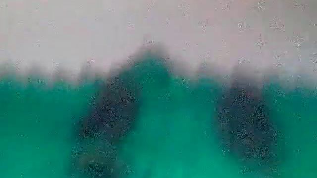 Домашний дракон в реальной жизни