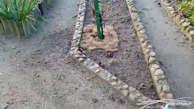 Лидеры красной и черной смородины для посадки