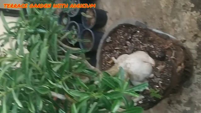 RAINY SEASON ME ADENIUM PLANT KAISE REPOT KARE !! @terracegardenwithadenium2098