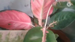 aglaonema commutatum
