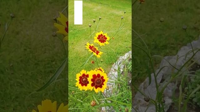 Кореопсис, Ленок, или Парижская красавица. (Coreopsis)?