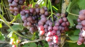 Виноград Сверхранний бордо селекция Голуба Анатолия на 06.08.21