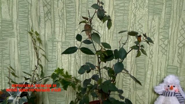 Как ухаживать за комнатными розами. Комнатные растения