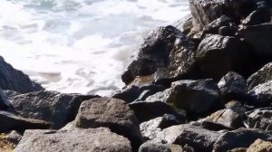 Бьющиеся волны с булькающим шумом воды - Расслабляющий шум океана на скалах - Дикий берег