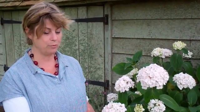 Favourite Perennials: Hydrangea 'Madame Emile Mouillère' смотреть онлайн