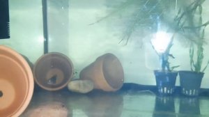 будни рЫбовладельца. чистим, моем, трём, заливаем...