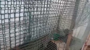 Курочки породы Австролорп черно-пестрый снесли первые три яйца.