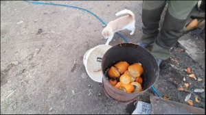 корморезка электрическая.25 лет работы.