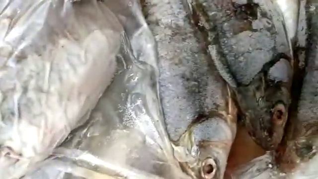 Рыбец каспийский в Ростове на Дону, в наличии смотреть онлайн