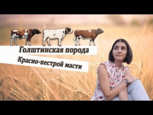 Выводка быков-производителей Голштинской породы, красно-пестрой масти.