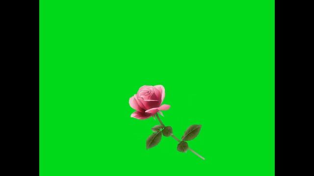 переход, футаж "Роза" зеленый фон, хромакей смотреть онлайн