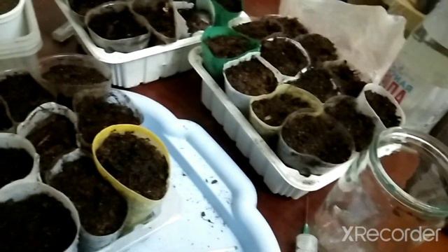 Сею семена лука эксибишн. 26.01.22 смотреть онлайн