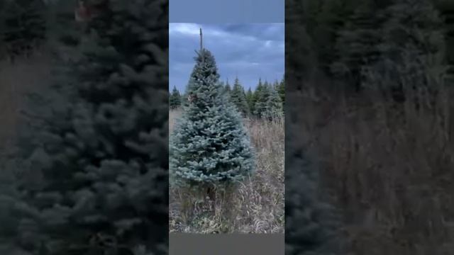 Сеянцы Хвойных с ЗКС - Закрытой Корневой Системой - выращены в кассетах - для Лесовосстановления