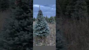 Сеянцы Хвойных с ЗКС - Закрытой Корневой Системой - выращены в кассетах - для Лесовосстановления