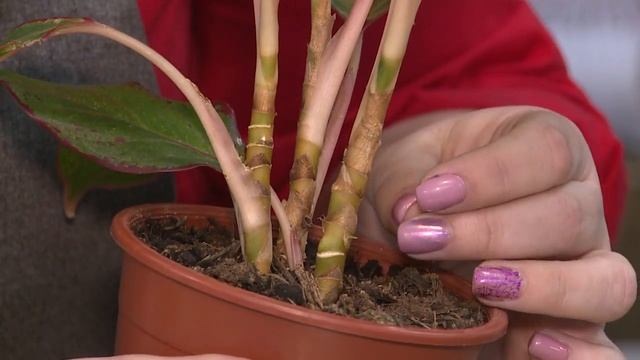 "Удачная среда" - ухаживаем за аглаонемой и калатеей (Бийское телевидение) смотреть онлайн