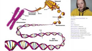 Регуляция экспрессии генов | Эпигенетика, альтернативный сплайсинг, энхансеры и сайленсеры.