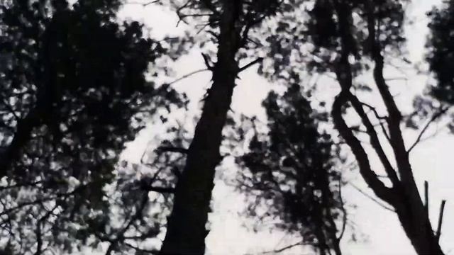 ?️Ходила в лесопарк кормить белок смотреть онлайн