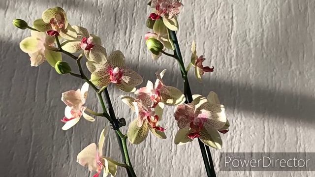 #Орхидеи?:Новая старая знакомая Bright Maya??/Праздник в дом приходит!?? смотреть онлайн