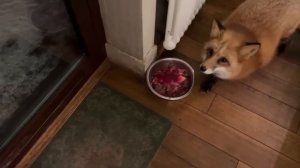 Ли Сяо / Alice the Fox Лиса Алиса (Лисьи угрозы!!)